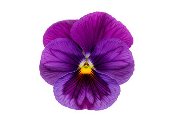 Obraz premium Purple pansy flower bloom isolated on transparent background