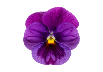 Purple pansy flower bloom isolated on transparent background