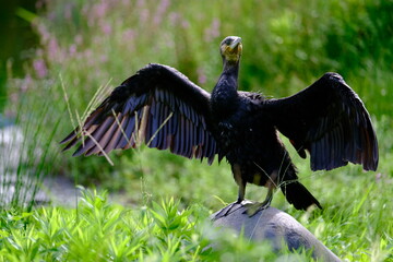 Great Cormorant Drying Fully Spread Wet Wings by a Pond, Tokyo, Japan