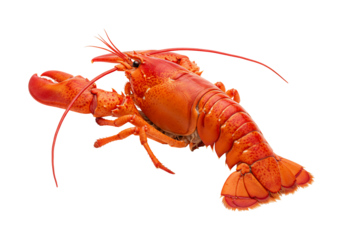 Red lobster isolated on transparent background close up fresh seafood gourmet meal