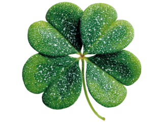 Four leaf clover isolated on black background lucky charm, Isolated On White Background, Png Transparent