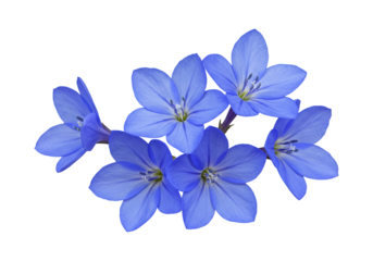 Blue flower cluster vibrant floral blossom on transparent background