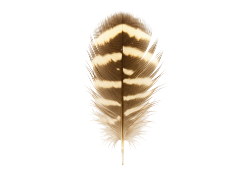 Stripped pattern bird feather texture background