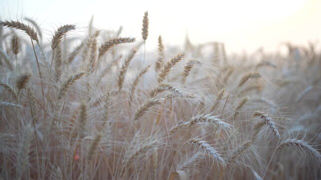 golden wheat field in summer