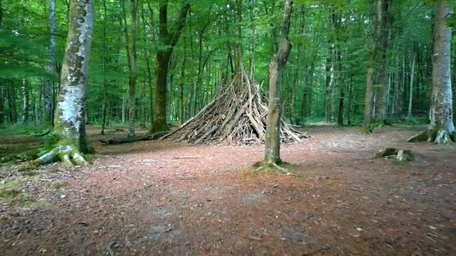 Forest Clearing With Branch Shelter