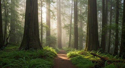 Fototapeta premium Misty Forest Trail with Sunlight Shining Through Tall Trees and Green Ferns