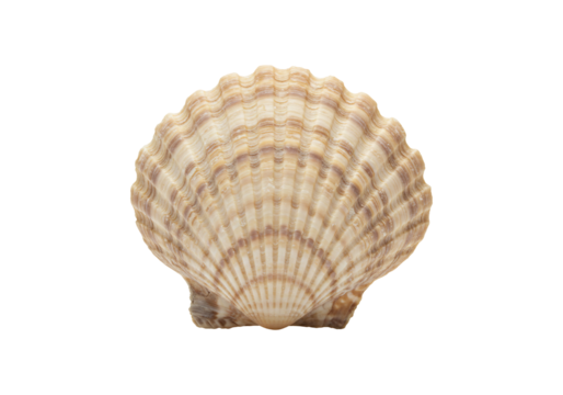 Elegant seashell isolated on transparent background natural ocean scallop shell