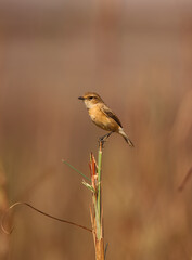 Fototapeta premium Siberian Stonechat