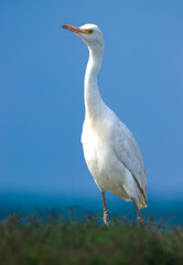 Egret on the beach