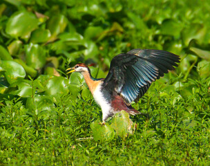 Bronze-winged Jacana