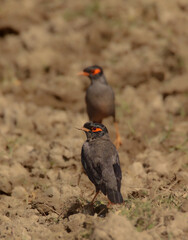 Bank Myna in the field