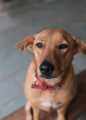 stray dogs in shelter.