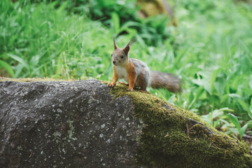 Squirrel on a rock in the forest