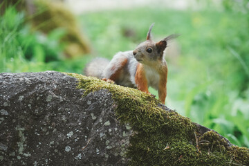 Squirrel on a rock in the forest