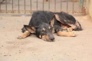 stray dogs in shelter.