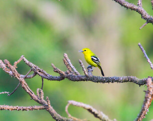Common Iora of Sundarbans 