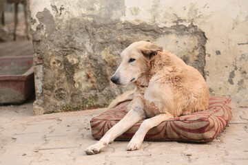 stray dogs in shelter.
