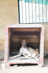 stray dogs in shelter.
