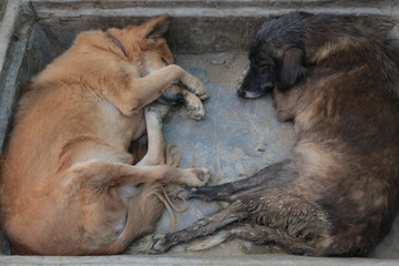 stray dogs in shelter.