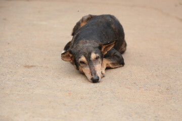 stray dogs in shelter.