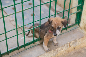 stray dogs in shelter.