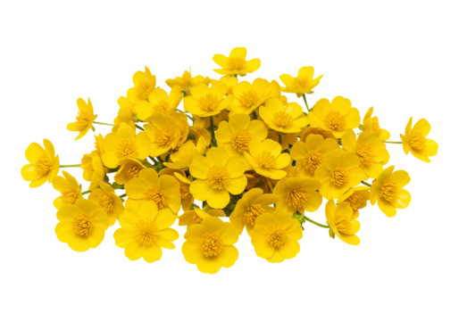 Lush meadow buttercup flowers isolated on transparent background