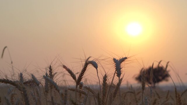 sunrise in the field