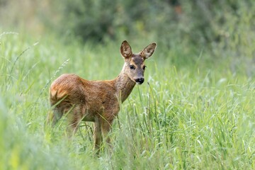 Junges Reh auf der Wiese © silkehuettche