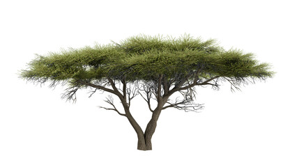 Fototapeta premium tree isolated on white background