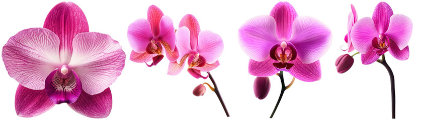 pink orchid  flowers isolated on white