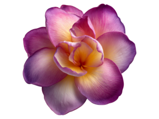 Delicate pink and yellow plumeria flower blossom isolated on black, Isolated On White Background, Png Transparent