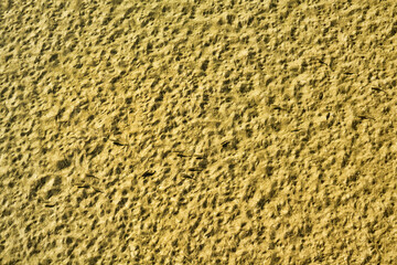 A dry twig, a tumbleweed, flew to the seashore and did not cling to algae. Judging by the footprints, a bird was resting on it.. Minor environmental issues for a human