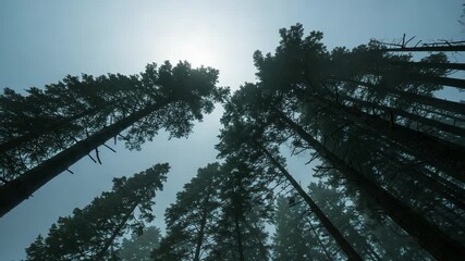 Tall pine trees reaching towards the sky with sunlight filtering through   - Powered by Adobe