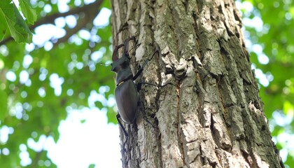 Beetle on tree trunk (1)