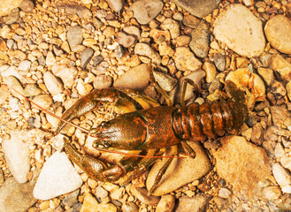 Probably Daurian crayfish (Cambaroides dauricus) in rivers of Far East Russia, The Ussuri River