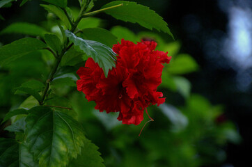 Beautiful Red Hibiscus growing at the garden. Selected focus. Closeup.