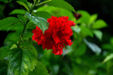 Beautiful Red Hibiscus growing at the garden. Selected focus. Closeup.