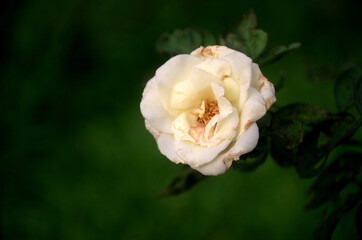 White rose on the branch in the garden. A fresh rosette flower of adenium plant in variegated patels of cream yellow and pink margin.