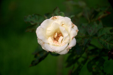 White rose on the branch in the garden. A fresh rosette flower of adenium plant in variegated patels of cream yellow and pink margin.