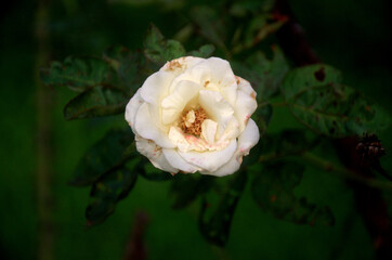 White rose on the branch in the garden. A fresh rosette flower of adenium plant in variegated patels of cream yellow and pink margin.