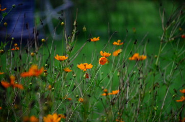 Spring blooming colorful flowers in garden. Orange calendula field in the garden. Geum coccineum borisii or dwarf orange avens red flower with green background.