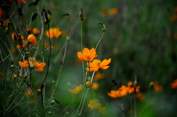 Spring blooming colorful flowers in garden. Orange calendula field in the garden. Geum coccineum borisii or dwarf orange avens red flower with green background.
