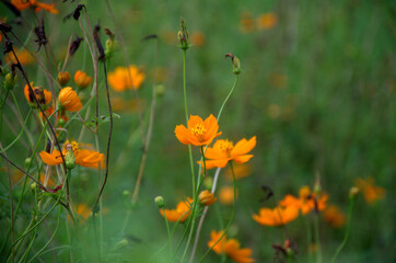 Spring blooming colorful flowers in garden. Orange calendula field in the garden. Geum coccineum borisii or dwarf orange avens red flower with green background.