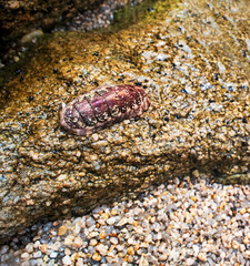 coat-of-mail shells (Loricata) muscular foot. Leg orange, two rows of gills on sides of body and mouth opening. Sea of Japan. Like Lined chiton (Tonicella marmorea). Siberian coast. Russian Far East