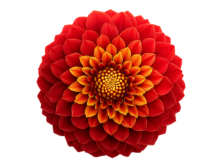 Red and orange dahlia flower isolated on black background, Isolated On White Background, Png Transparent