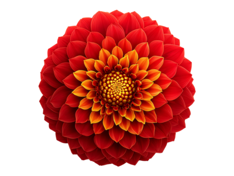 Red and orange dahlia flower isolated on black background, Isolated On White Background, Png Transparent