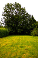 Lush green lawn with tall tree in tranquil garden setting