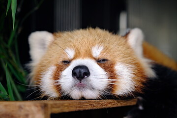 Front View of a Sleeping Red Panda with Bold Expression