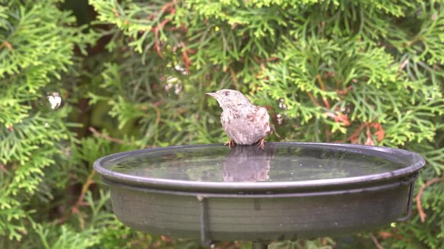 young dunnock in the garden