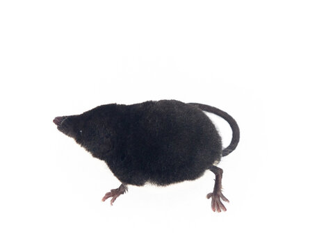 Eurasian water shrew (Neomys fodiens) greedy predator that eats more of its own weight, has teeth with saliva venenosa that paralyze even small size mammals, frog and preserves it for weeks
